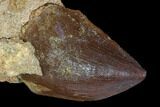 Mosasaur (Prognathodon) Tooth In Rock - Morocco #101556-2